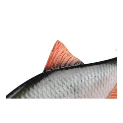 Leurre Souple Fox Rage Replicant Ultra-Realistic Roach