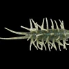 Leurre Souple HideUp Coike Shrimp Magnum 8cm