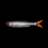 Leurre Souple Savage Gear Craft Dying Minnow 7,5cm